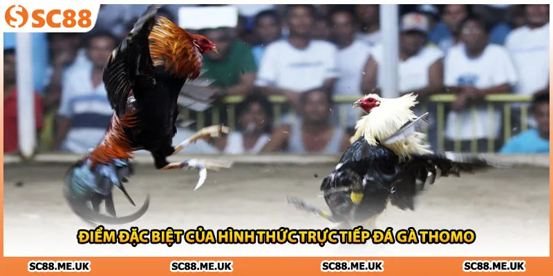 Điểm đặc biệt của hình thức trực tiếp đá gà Thomo